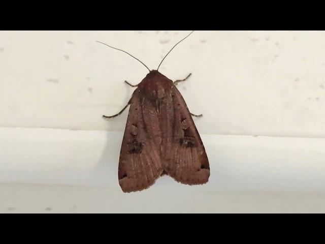 Noctua pronuba (Large yellow underwing)