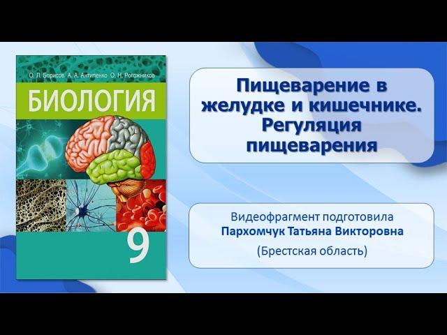 Пищеварительная система. Тема 36. Пищеварение в желудке и кишечнике. Регуляция пищеварения