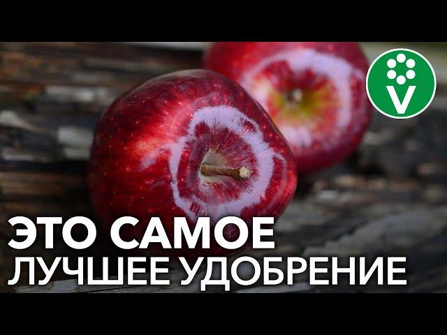 От ЭТОЙ подкормки яблони будут ломиться от урожая! Подкормка яблони дрожжами