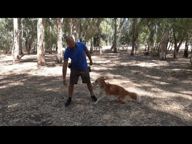 איך ללמד כלב את הפקודה חופשי