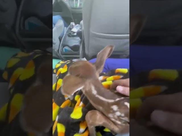 Lol she tried to leave my lap(explanation to why i have a baby deer in my lap in the comments)