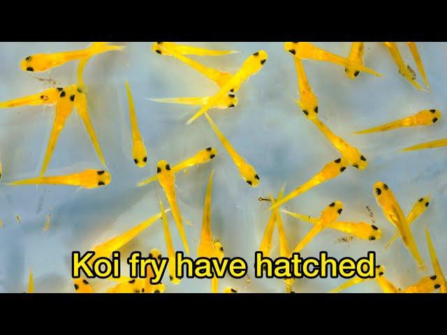 1 day old Koi fry hatching