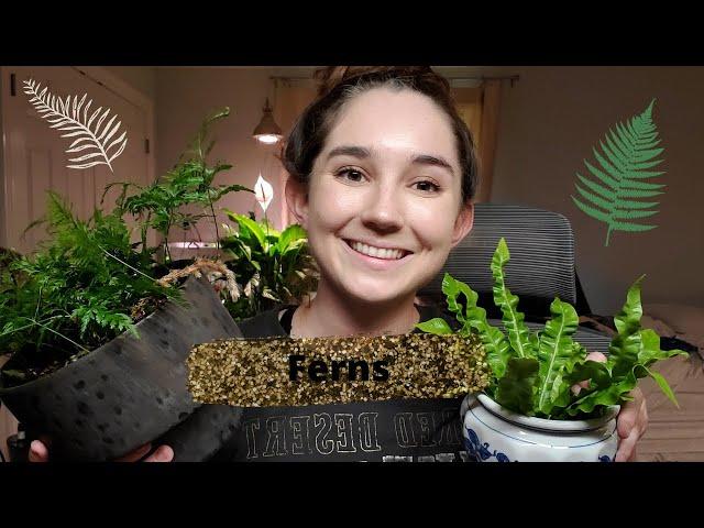 Fern Care  - Stop Killing Your Ferns!