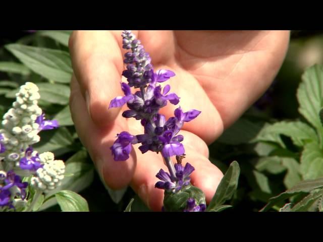 Evolution Violet salvia is new Super Plant