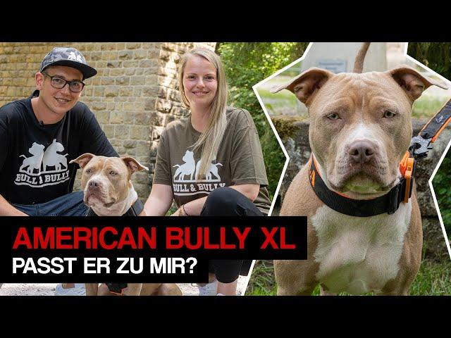 American Bully - zu wem passt die Rasse wirklich? Rasseinfos, Kampfhund Vorurteil und Erziehung!