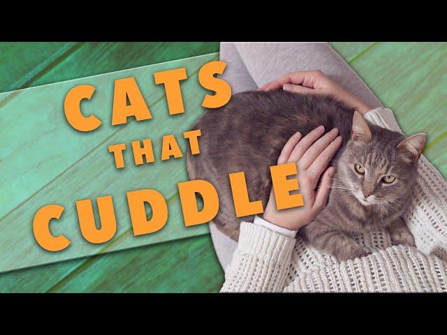 The Best Cat Breeds for Cuddling