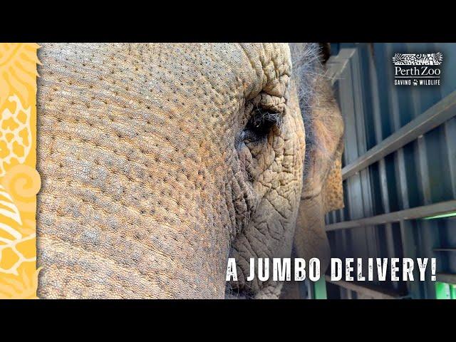 A jumbo delivery for Perth Zoo's elephants!