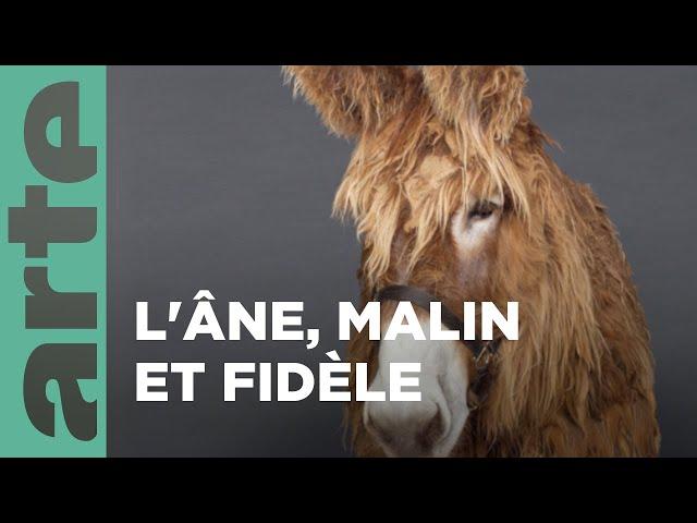 L'âne | Nos animaux et nous | ARTE Family