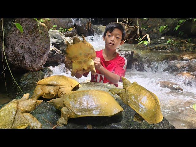 Bac discovered and caught many golden turtles in a large waterfall while revisiting an old fish trap