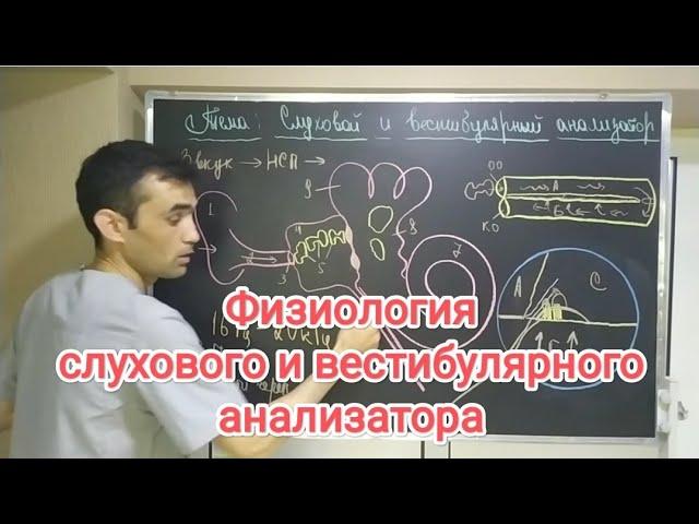 физиология слухового и вестибулярного анализатора.physiology of the auditory and vestibular analyzer