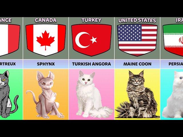 Cat Breeds From Different Countries