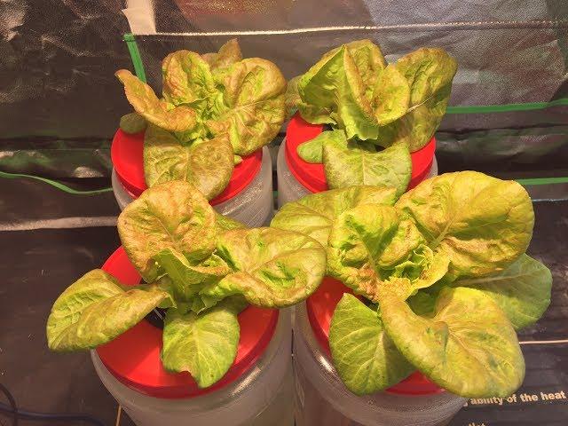 Hydroponic Nutrients Comparison - Master Blend Vs Flora Series Vs MaxiGro Vs AeroGarden Nutrients