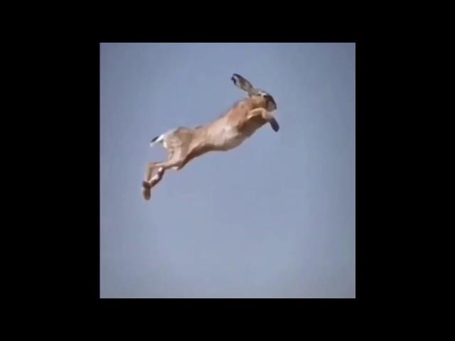 Rabbit Jumps Over Car On Google Maps (Funny Meme)