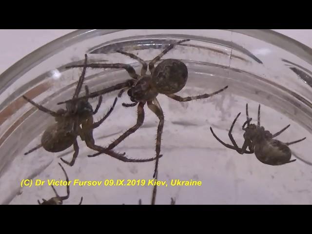 Arachnophobia, Part-5: Urban Spiders in a Jar? Who Are Spiders as Predaceous Arthropods?