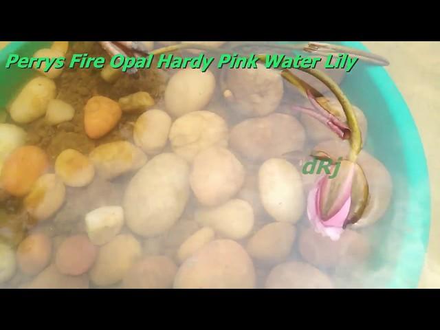 Perrys Fire Opal Hardy Pink Water Lily : DAY 1