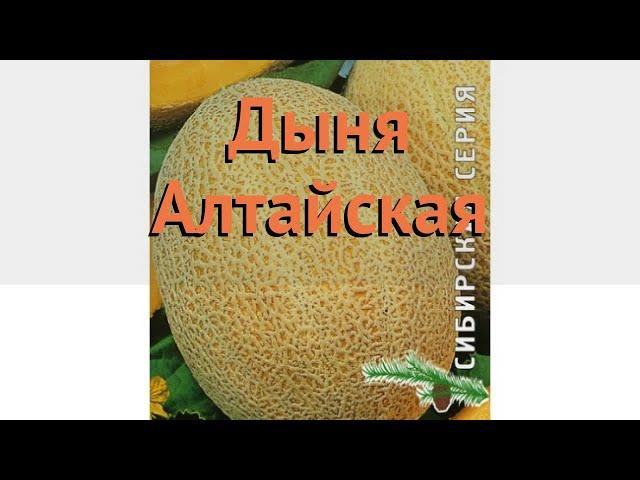 Дыня обыкновенный Алтайская (altayskaya)  дыня Алтайская обзор: как сажать семена дыни Алтайская