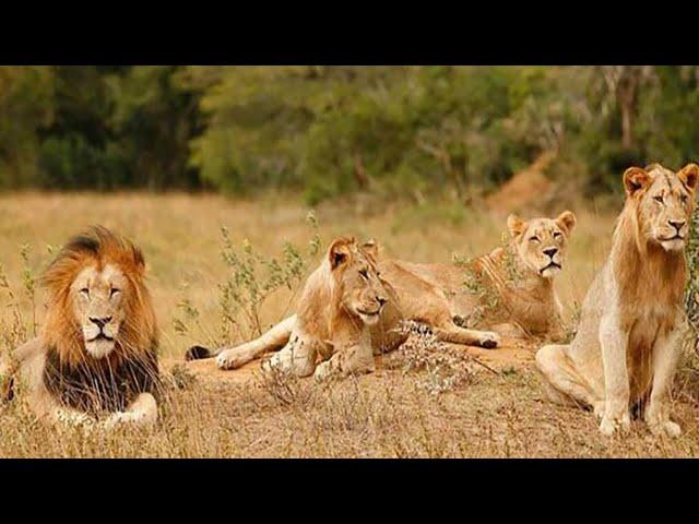 áfrica salvaje EL REY DE LA MANADA  Documental DE LEONES  HAMBRIENTOS