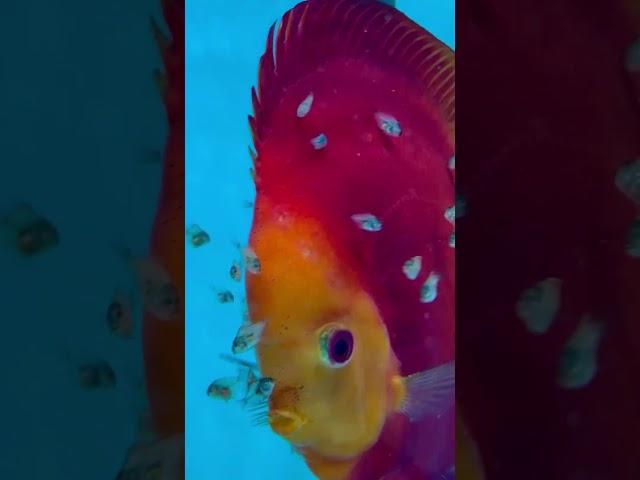 Ред голд даймонд та Кобра. #aquarium #дискусы #aquariumfish #discus .