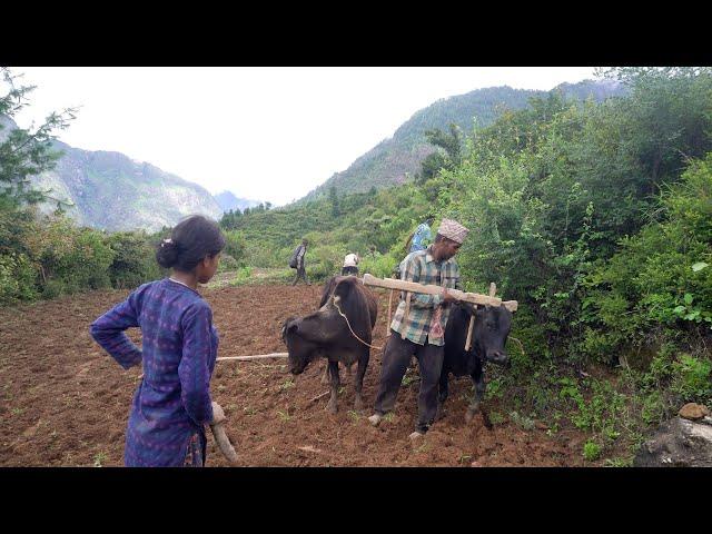 Rural Nepal & natural an old way of farming || rural Nepal @ruralnepall