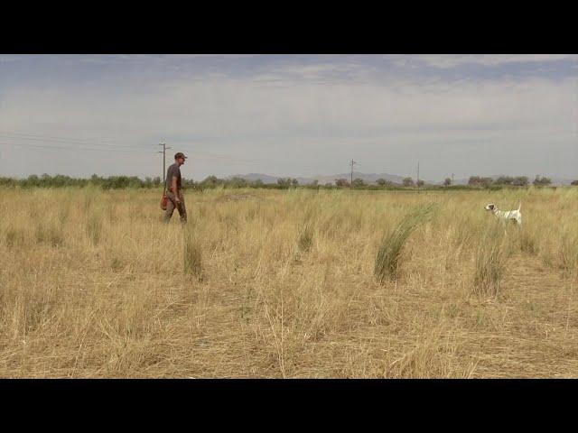 Progressing A Dog From Chasing To Pointing Birds | Pointing Dog Training | Bird Dog Training