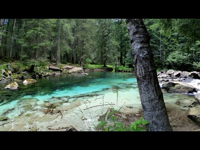 Красивая река в лесу.