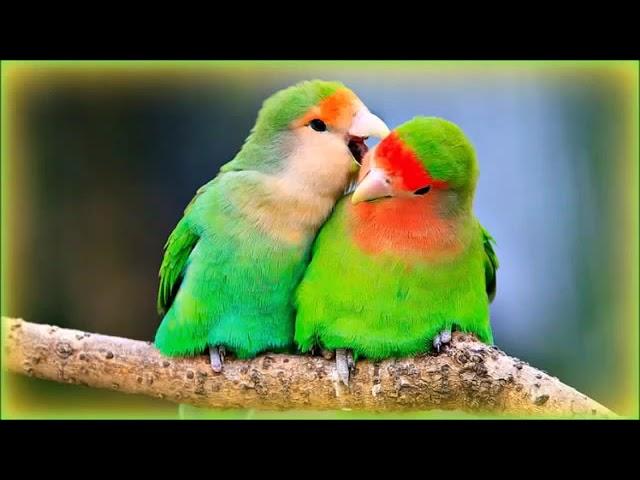 Cennet Papağanı Sesi Ötüşü Sevda Papağanı Sesi Ötüşü Love Parrot Sound