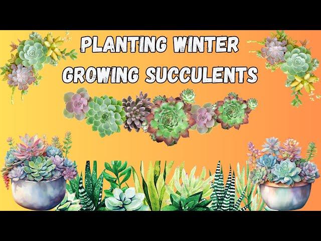 Planting Winter Growing Succulents (Conophytums, Lithops, Dinteranthus and more!)