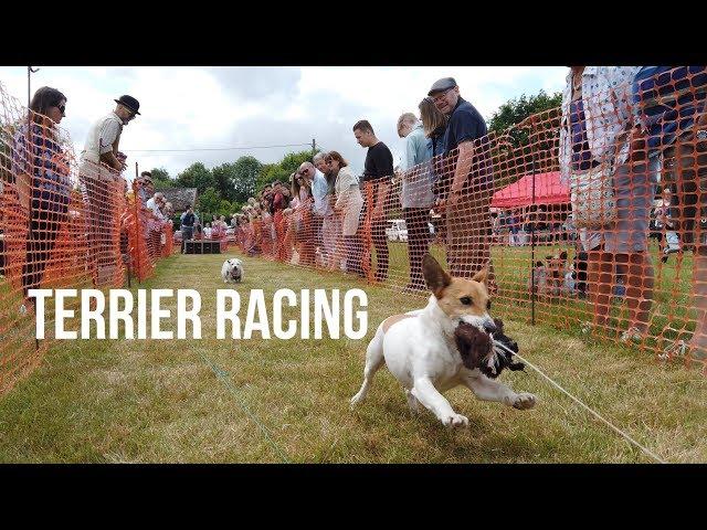 Terrier Racing -  Sussex