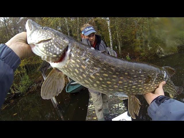 Pêche du Brochet au 3D RAD ( SavageGear ) - Automne 2016