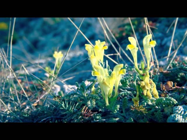 Татьяна Колесникова - Без тебя (полная версия)