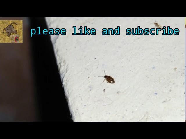 •drugstore beetle or biscuit beetle•Stegobium paniceum•identification guide•