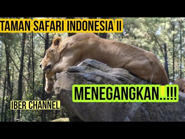 LIHAT HARIMAU DARI DEKAT TAMAN SAFARI INDONESIA II PRIGEN ADVENTURE TERBARU REVIEW 2023 PART 1