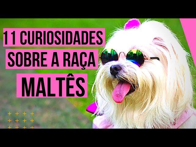 11 - Curiosidades Sobre A Raça Maltês / Saiba Mais Sobre A Raça Maltês / Conheça A Raça Maltês!