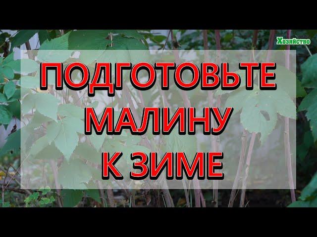 Обязательный уход за ремонтантной малиной осенью! Один или два урожая в год?