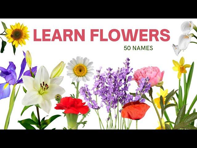 Learn Flowers Names in English | Names of 50 Different Flowers with Pictures