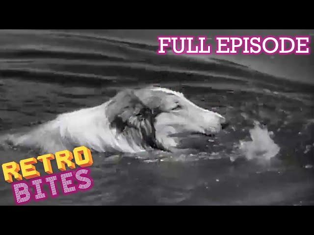 Lassie saves a boy from drowning | Lassie | Retro Bites