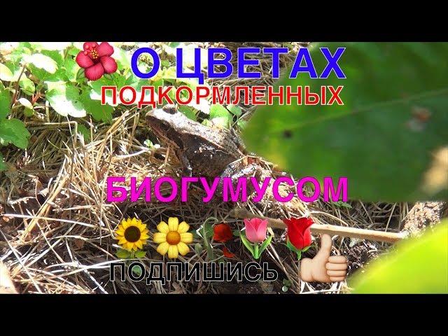 111 О ЦВЕТАХ ПОДКОРМЛЕННЫХ БИОГУМУСОМ 