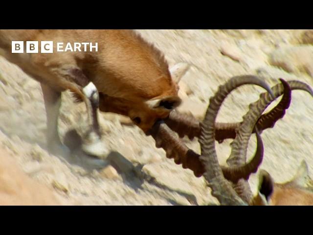 Nubian Ibex Fight for Females | Earth's Great Seasons | BBC Earth