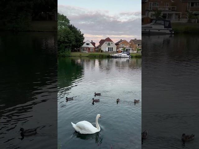 Swan on Thames  #zakria 