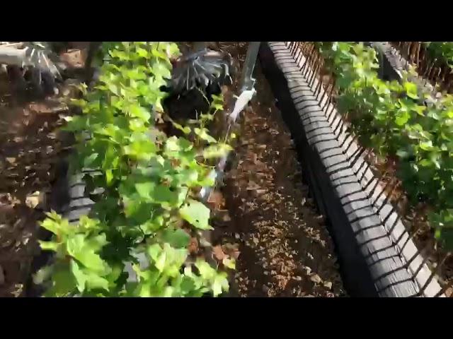 ROTOSARK SARCHIATRICE PER BARBATELLE  SU PACCIAMATO, WEEDING MACHINE ON VINE-CUTTING ON MULCH,