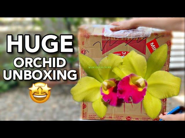 HUGE ORCHID UNBOXING | ORCHIDS FROM GOLDEN BLOOM ORCHIDS - PHILIPPINES