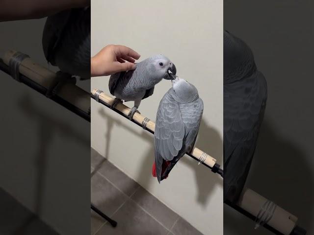 African Grey Parrot