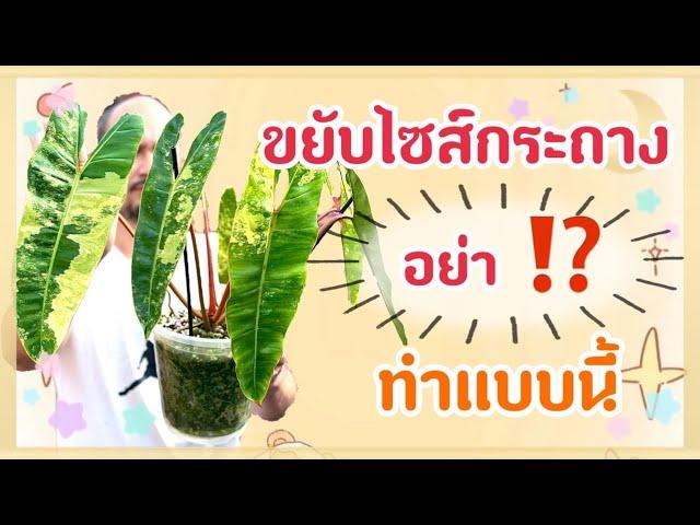 ปรับกระถางใหม่ ขยายแม่พันธุ์ | อะไรควรทำและไม่ควรทำ