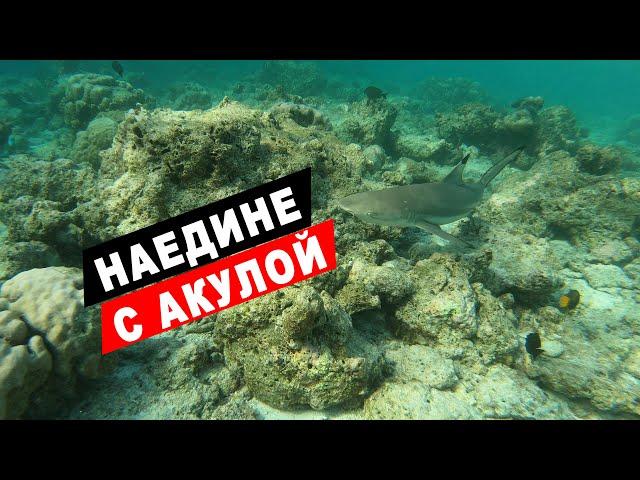 Плаваю с акулами и скатами в Индийском океане у острова Бандос Мальдивы. Домашний риф отеля Бандос.