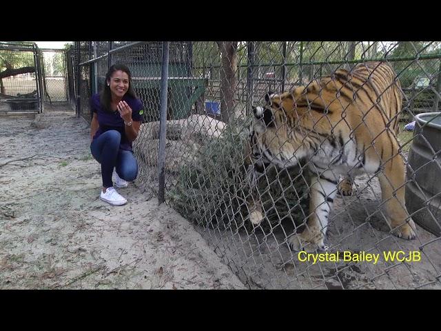 Outtakes: Reporter scared by playful tiger