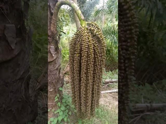 Buah aren yang lebat
