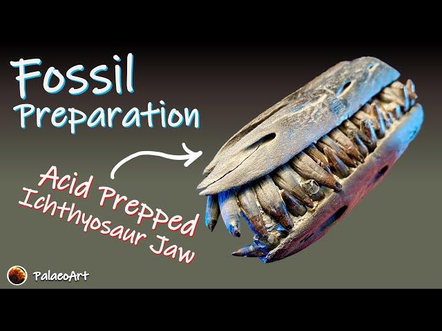 Fossil Preparation - Acetic acid fossil prep of a Jurassic Ichthyosaur jaw from Lyme Regis