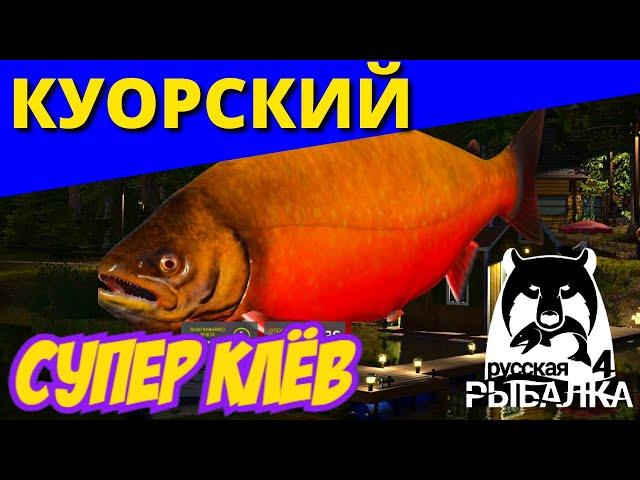 КУОРИ Голец КУОРСКИЙ Супер Клёв ► СУПЕР ФАРМ ► РУССКАЯ РЫБАЛКА 4  Russian Fishing 4  РР4 RF4