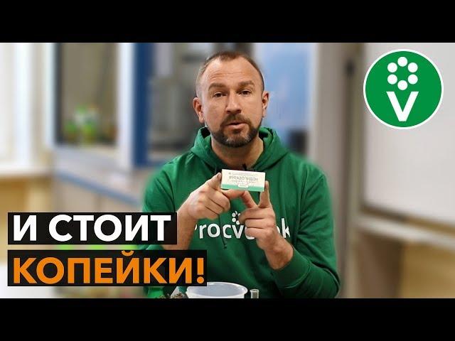 Это средство от БАКТЕРИАЛЬНОГО ОЖОГА продается в каждой аптеке!