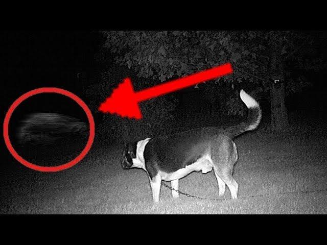 THE DOG HAS SEEN THE GHOST. PARANORMAL 2018 HD / Собака увидела призрака, полтергейст